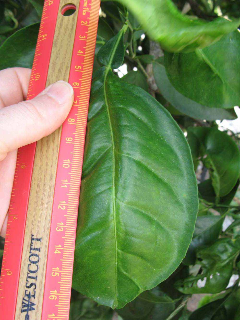              Unifoliolate leaf (Winter Haven, FL)       